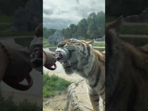 Unbelievable never fed tiger in the zoo #shortsvideo