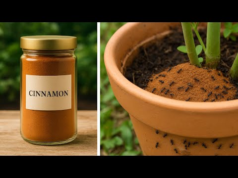 See What Happens When You Add Cinnamon to Your Plants