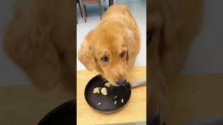 Will this diet actually help my dog slim down?不知道这样吃能不能瘦下来 #dog #pets #goldenretriever