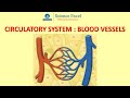Circulatory System Blood Vessel Functions