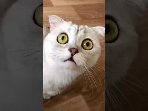 aaa kucing lucu #shorts #cat