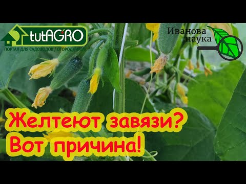 Это удобрение легко оставит вас без урожая! Вся правда о микоризе.