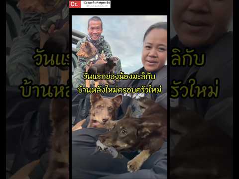 วันแรก!ของมะลิ กับบ้านใหม่ ของพี่สาวจ่ามิน #น้องมะลิ #หมาชายแดน #feedshorts #พ่อน้องมะลิ #น่ารัก