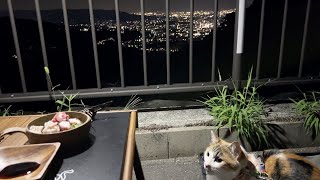 【大阪の穴場な絶景RVパーク】犬猫と過ごす夏の車中泊