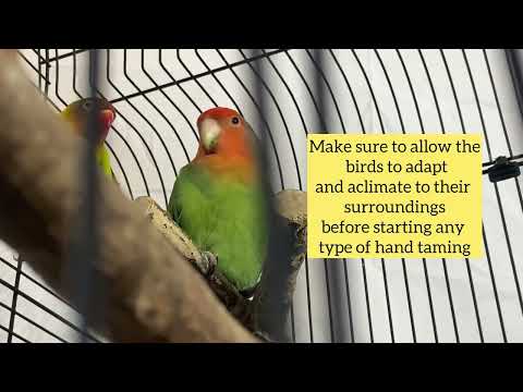 Fun Facts about lovebirds parrots. Cute, cuddly parrots. How to care for lovebirds