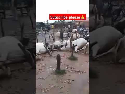 कइसे छटिया करि ए मैया लुटल घर परिवार #trinding #viralshorts #viralvideo #shorts #short