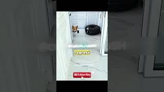 Cuando tu perro exige respeto a la hora de comer 😹🍖