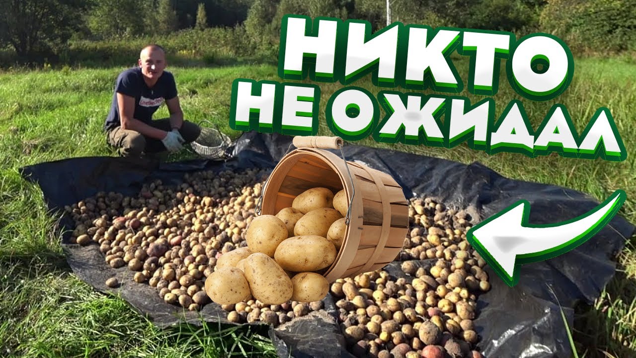 Соседи очень удивились. 155