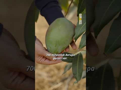 Tüm Avrupa Ülkeleri, Türk Mangosunu Konuşacak | #shorts