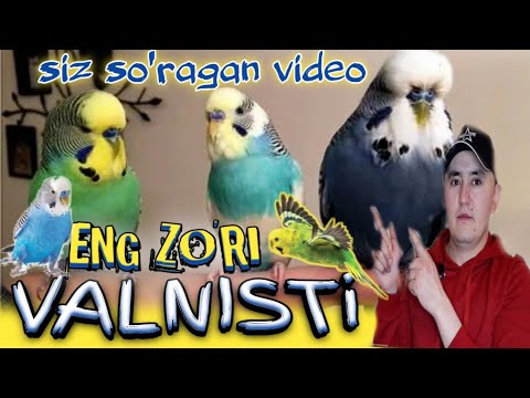 ENG TEZ KO'PAYADIGANI ENG CHIDAMLISI ENG YAXSHISI