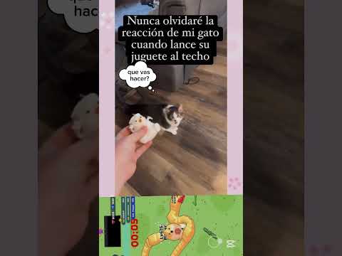 gato mira como tiran su juguete ( cosas de mascotas) #gatos #funny #mascotas