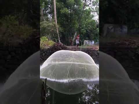 പപ്പടം പോലെ വിരഞ വല. net fishing#shorts #ഷോർട്സ്വീഡിയോ ❤❤