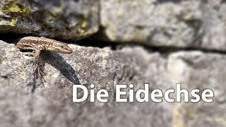 Eidechsen im Botanischen Garten Bielefeld