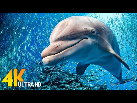 Under Red Sea 4K (Ultra HD) - Beautiful Coral Reef Fish - Relaxing Sleep Meditation Music