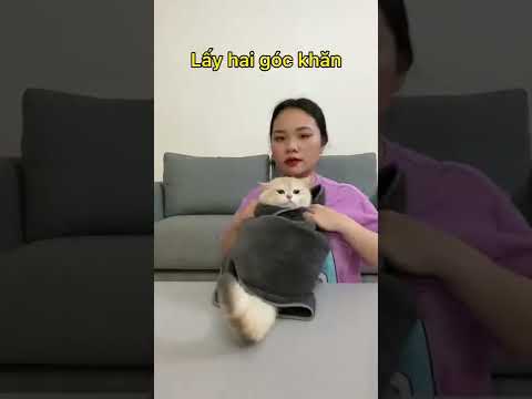 Mẹo cho những người nuôi mèo phần 1 - Thảo Mèo