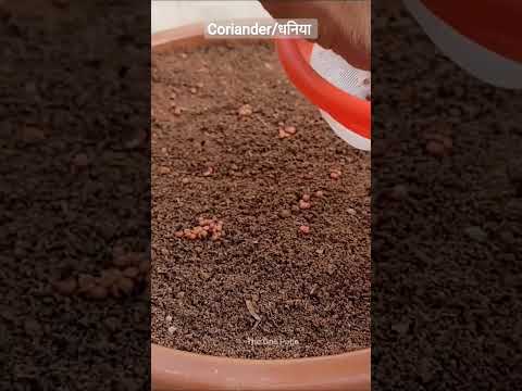 How to grow coriander / dhaniya at home