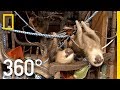 Wildlife Rescue in Costa Rica