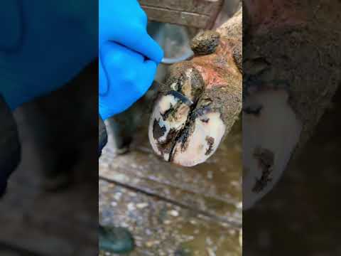 Removed dead hoof tissue #hooftrimming