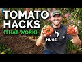 Benefits and Techniques of Tomato Cultivation