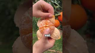 These Fruits Are Not Natural (Humans Created Them)