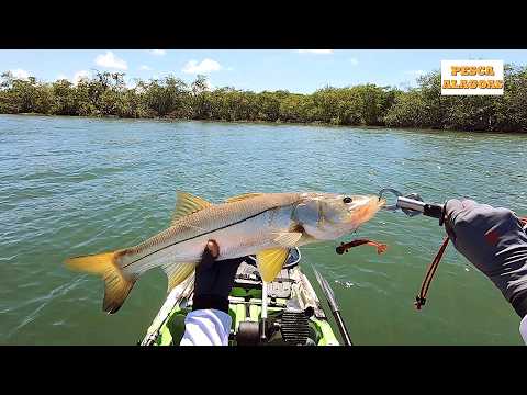 INSISTÊNCIA E PACIÊNCIA gera RESULTADOS? SNOOK FISHING Pescaria