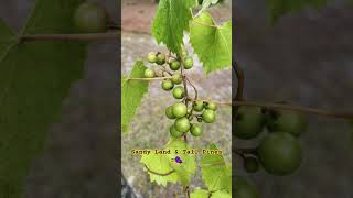 🤙A Little Self-Reliance: Muscadine Grapes #shorts #selfreliance #garden