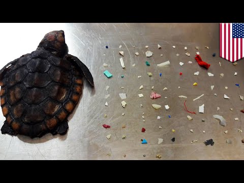 來不及長大的小海龜 悲哀開箱體內吃104片塑膠 - YouTube(2分02秒)