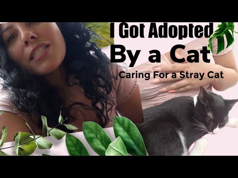 I Got Adopted! By a Cat!