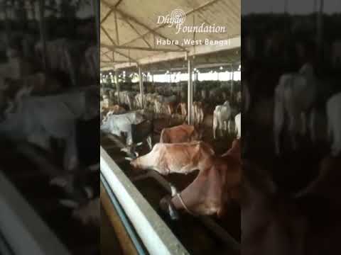 Over 2000 cattle sheltered in Habra, malda, asansol