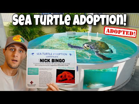 I ADOPTED A SEA TURTLE!!