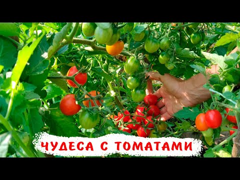 Чудеса с томатами 2025! Низкорослые и высокорослые томаты в открытом грунте