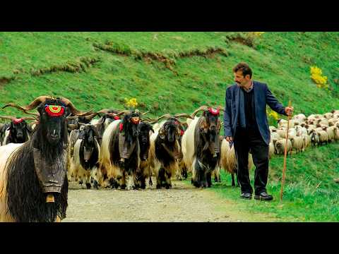 Türk Çobanın Yalnız Yolculuğu | Belgesel Film