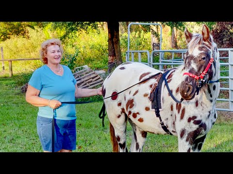 Training My Baby Appaloosa Horse Is Not Going Well