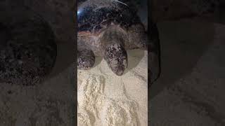 Turtle Nesting Season on Naqelelevu Island, Cakaudrove