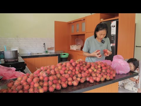 nebas rambutan punya tetangga sampe kaya mau jualan