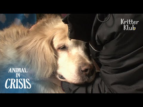 Owners Make Heartaching But Noble Decision Of Their Dying Dog Sandy (Part 2) | Animal In Crisis EP98