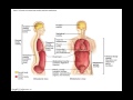 Exploring Body Cavities and Membranes in BIO201