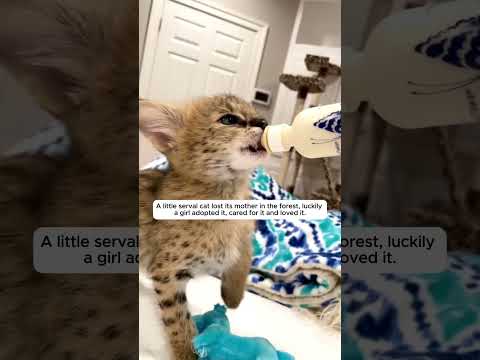 A little kitten lost its mother and was luckily adopted by a girl.