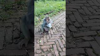 রাস্তায় বসে বাদাম খাচ্ছে বাঁদর  #monkey #funnyanimals #monkeyeating #foryou