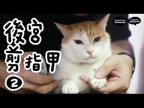 黃阿瑪的後宮生活-後宮剪指甲【2】