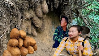 FUFF  VIDEO : The girl and boy experience harvesting taro, wild roots, and bananas in nature.