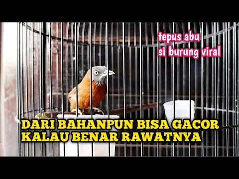 TIPS RAWATAN HARIAN TEPUS KEPALA ABU OMBYOKAN SUPAYA CEPAT BUNYI