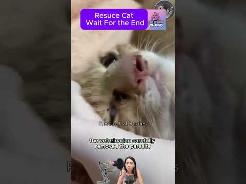 Rescuing a Kitten with a Botfly Stuck in Its Nose – Watch the Removal #CatRescue #RescueCat #kitten