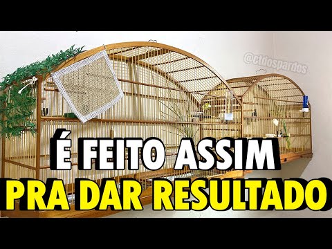 Dicas valiosas pra seu casal de papa capim dar certo