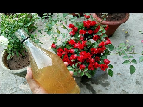 ADD THIS TO YOUR ROSES AND YOU WILL BE SHOCKED