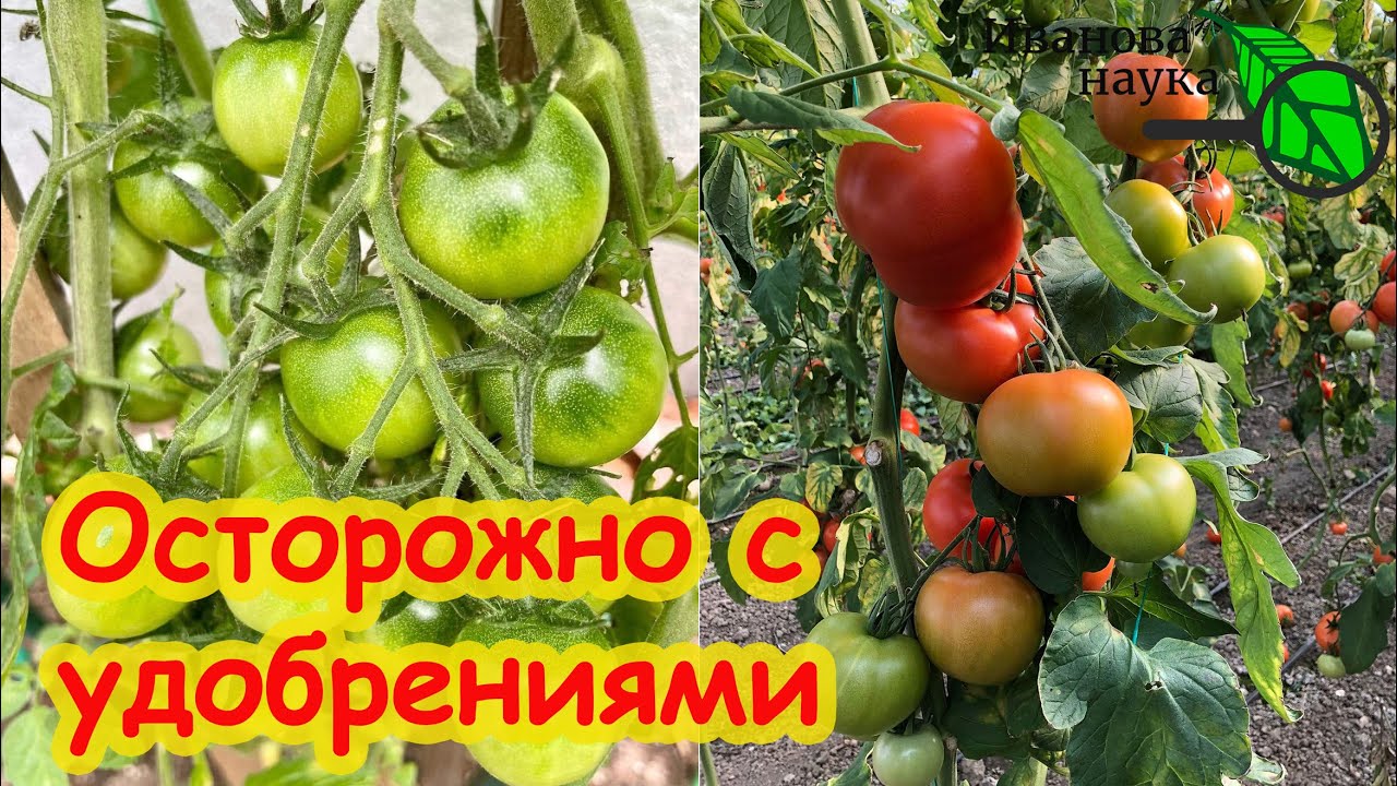 С этим средством ничего не страшно! Как понять, что подкормок слишком много переизбыток удобрений.