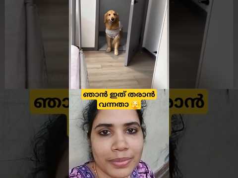 യാരത് 🤣🤣. ഇന്നാ പിടിച്ചോ 🫣🫣#shortsfeed #viralvideo #ytshorts #laaljor #reaction #dog #trending