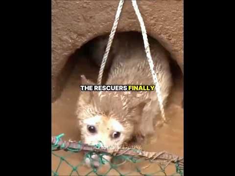 How this Dog Got Saved From Sewer Pipe 🐶❤️‍🩹#shorts