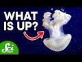 Understanding Gravity Sensing in Animals
