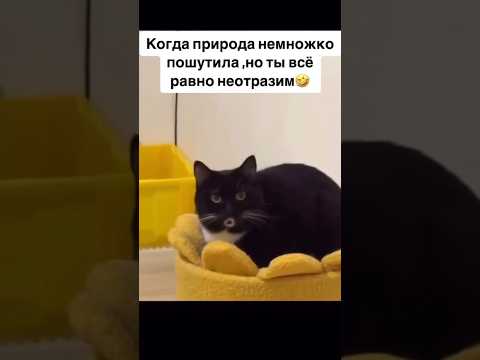 Когда природа немножко пошутила😅#смешныевидео#смех#коты#шортсы#топчик#тренд#шортс#топ